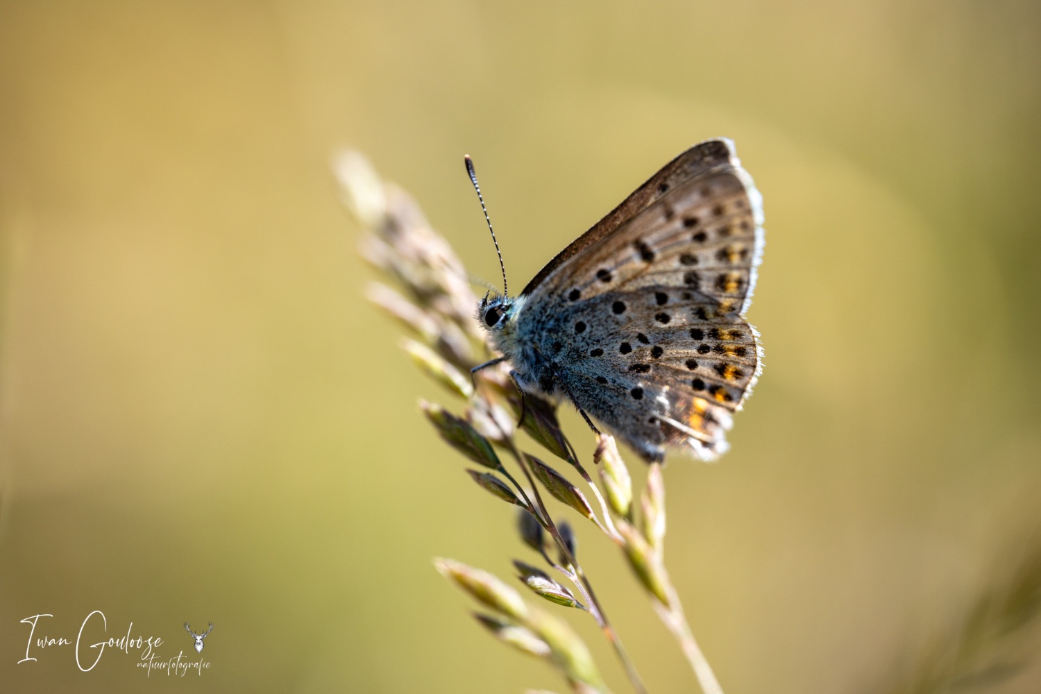 03 juni 2023 132244  R2A3645